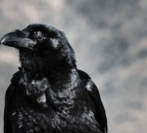 Crow Spiritual Meaning For Twin Flames