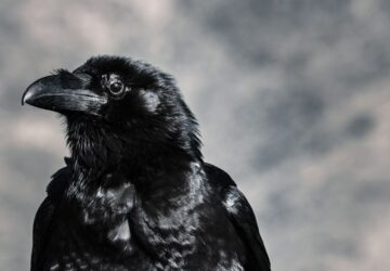 Crow Spiritual Meaning For Twin Flames