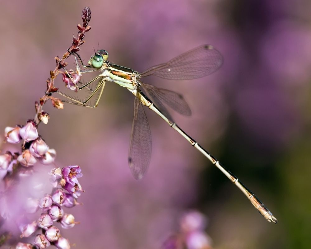 Twin Flame: Dragonfly Spiritual Meaning