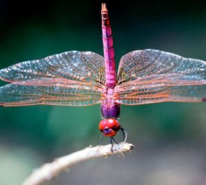 Twin Flame Dragonfly Spiritual Meaning