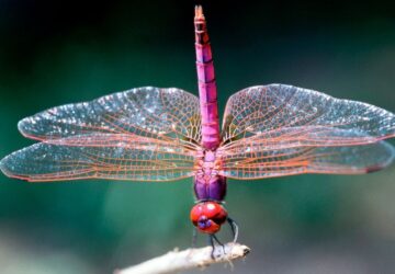 Twin Flame Dragonfly Spiritual Meaning