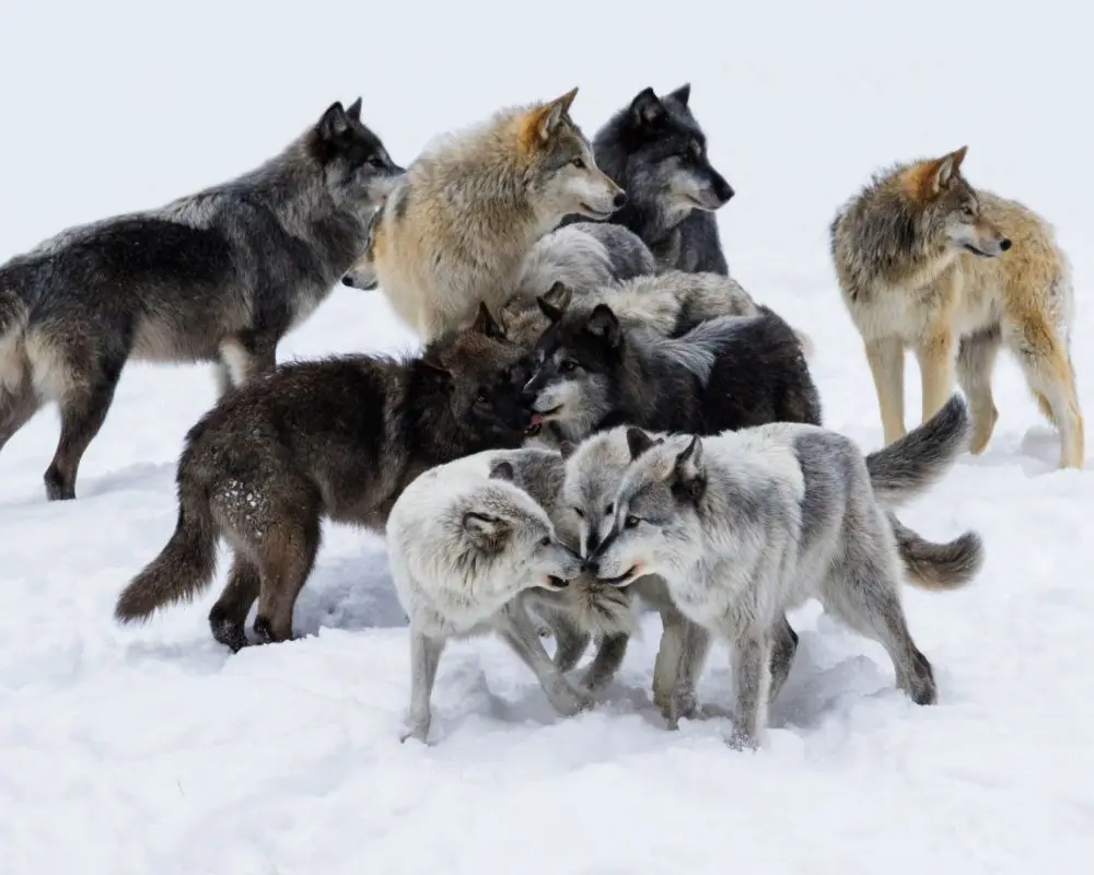 Wolf pack friendship