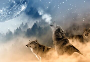 Wolf Symbolism For Twin Flames