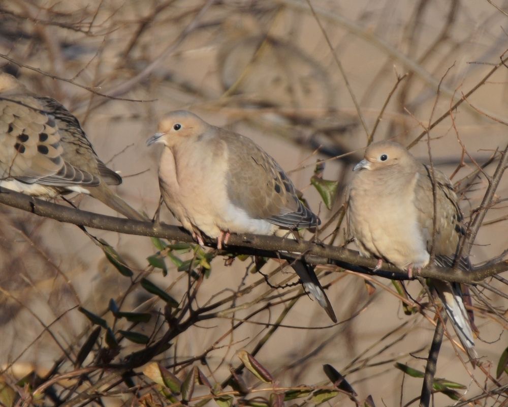 mourning dove 01