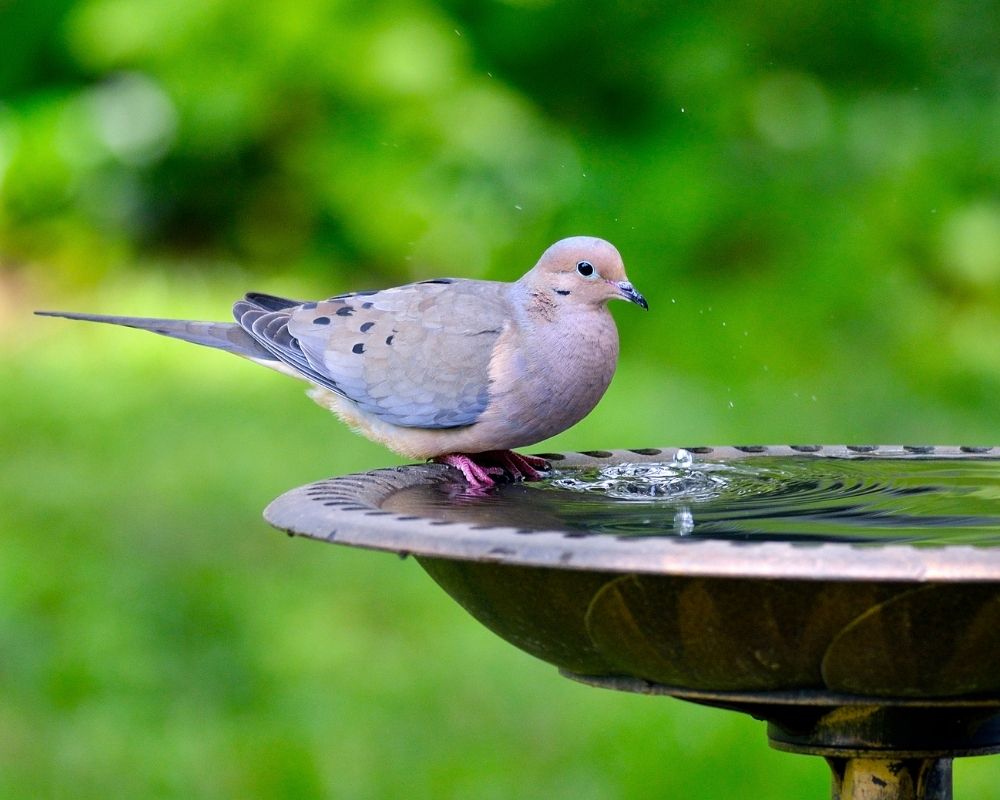 mourning dove 02
