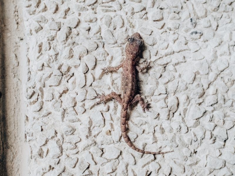 geck on wall