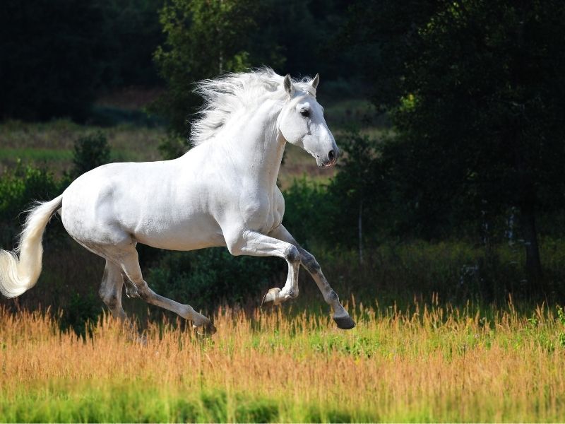 white horse01
