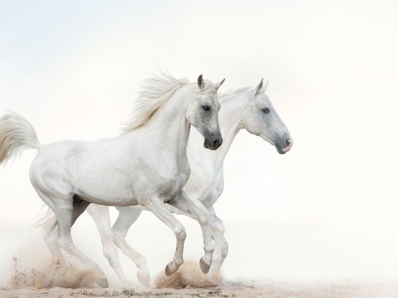 white horse04