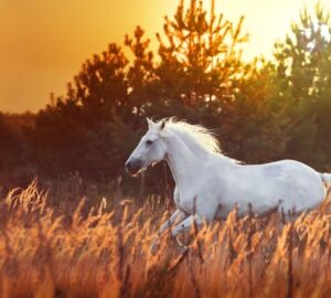 white horse05