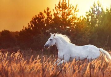 white horse05