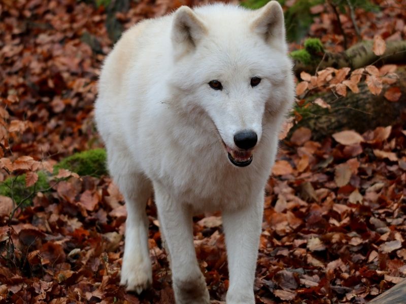 Chased By a White Wolf
