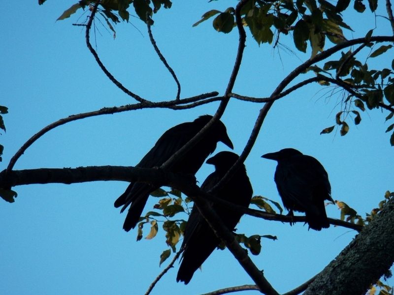 Seeing three crows symbolism