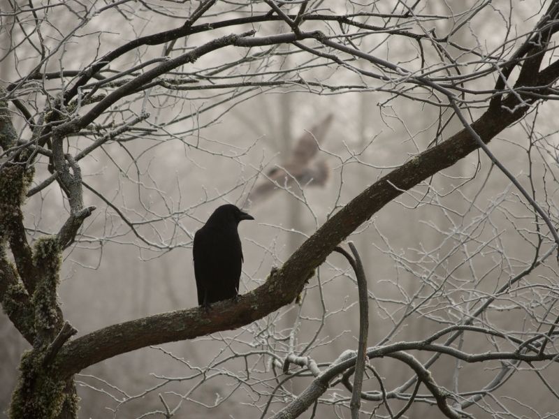 Crow messengers