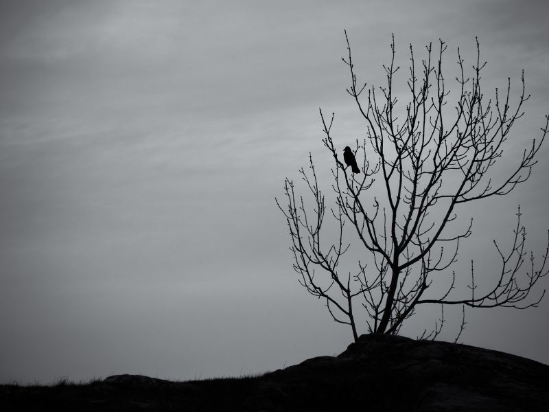 crows dream meaning