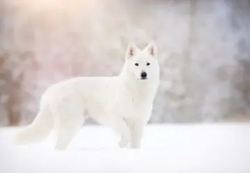 what does a white wolf symbolize