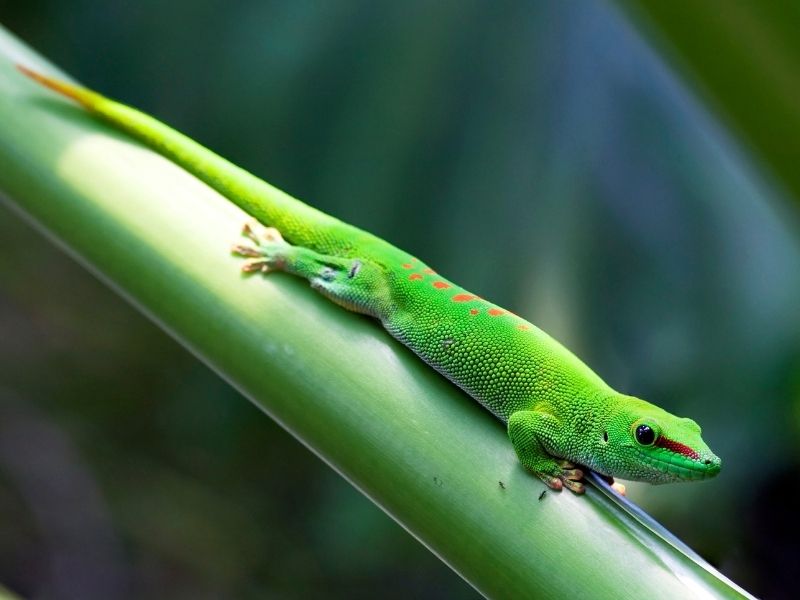 Different Types of Green Gecko Dreams