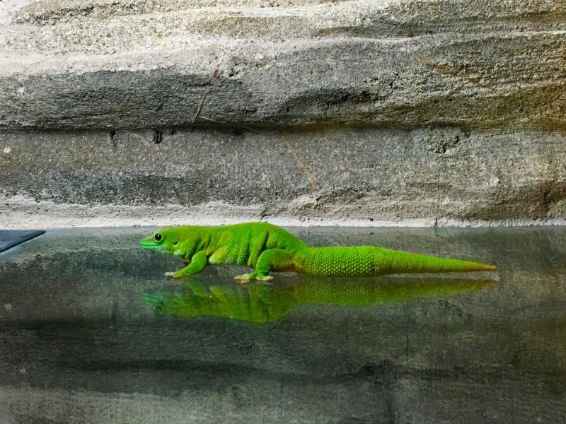 Green Gecko Dreams water