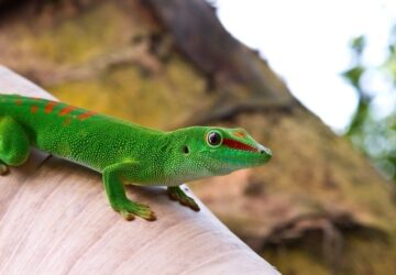 Green gecko dream meaning