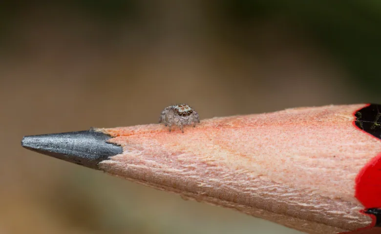 tiny spider sitting on a pencil