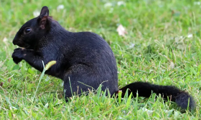 Black Squirrel in grass