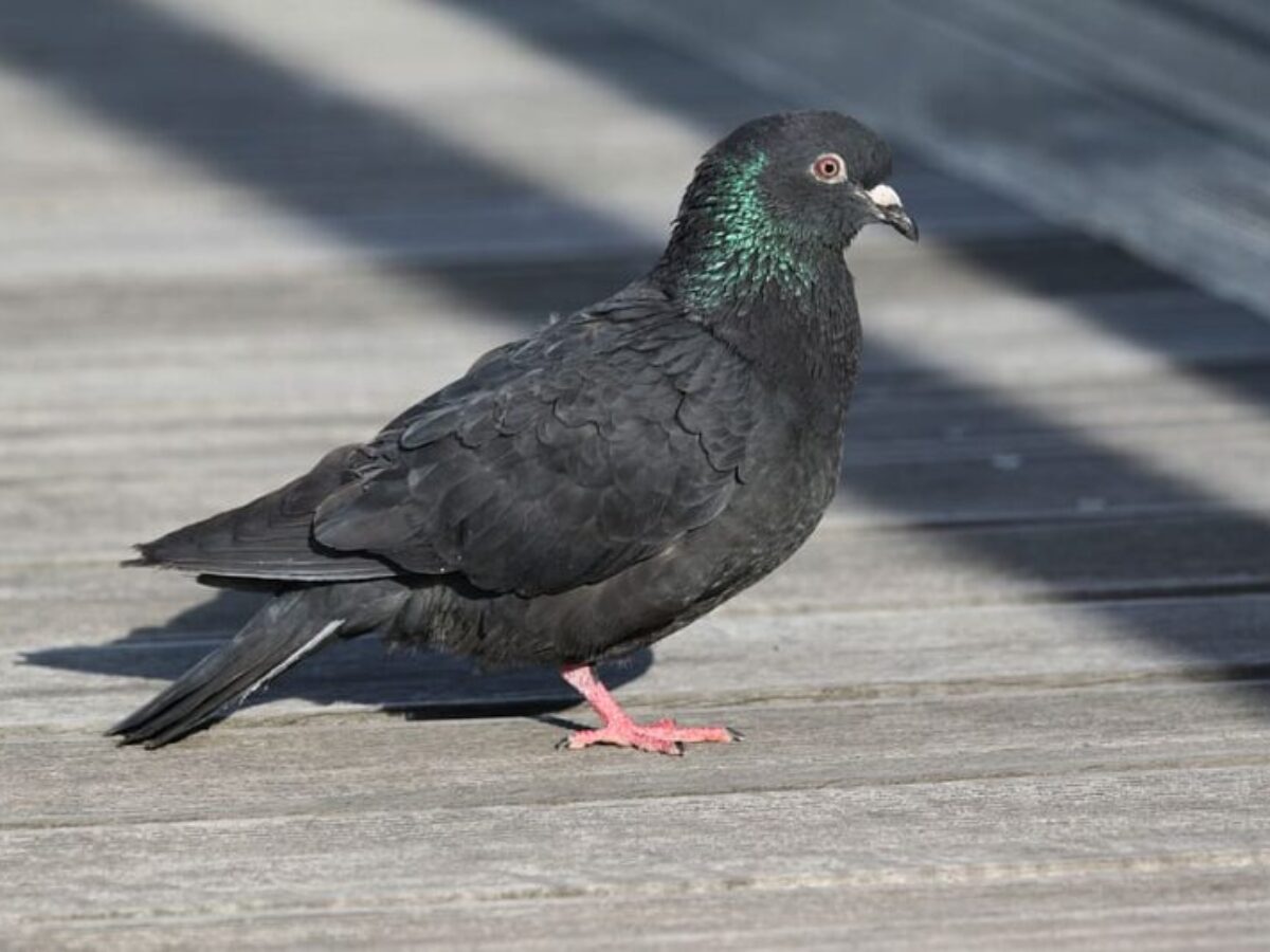 Black Pigeons Meaning: Unveiling the Symbolism and Significance