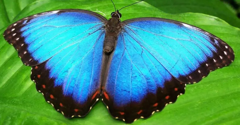 Spiritual Meaning of Seeing a Black and Blue Butterfly