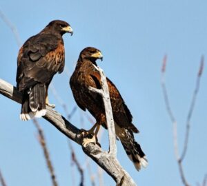 Two Hawks Together