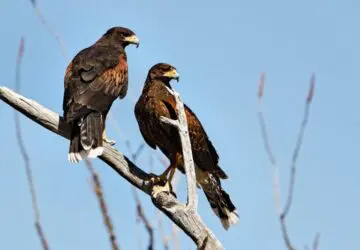 Two Hawks Together