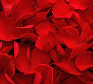 Red Rose Petal