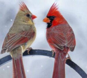 Male and Female Cardinal