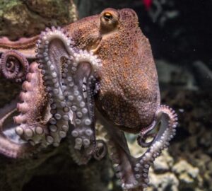 Dream About Octopus