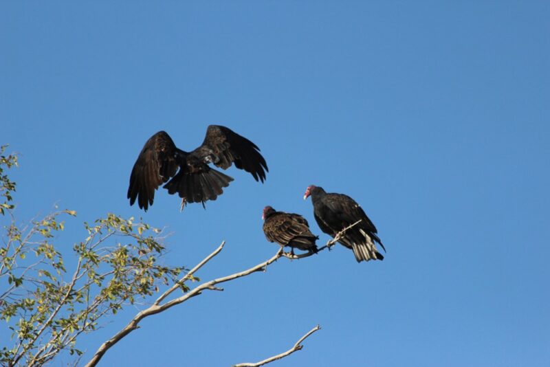 3 Vultures