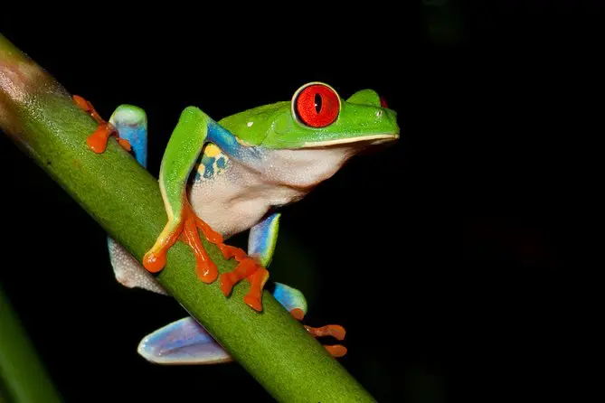 Frog at Night