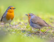two robins