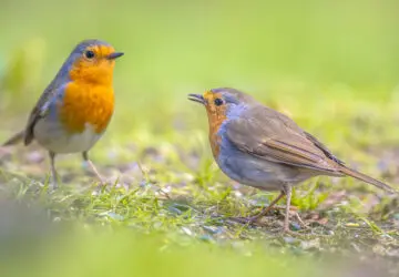two robins