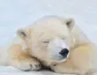 baby polar bear