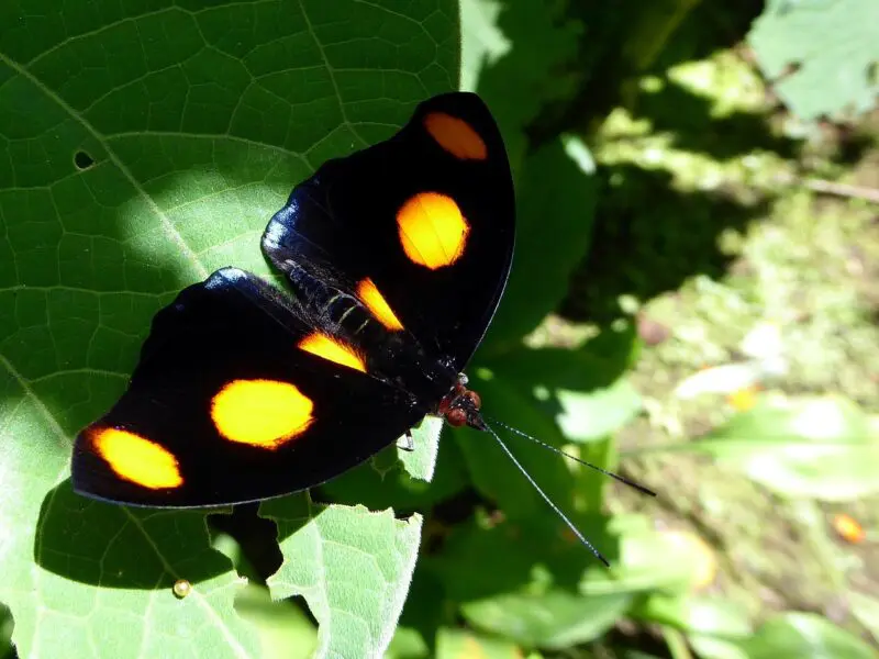 Black Butterfly with Yellow Spots