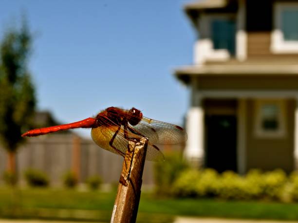 Dragonfly in House