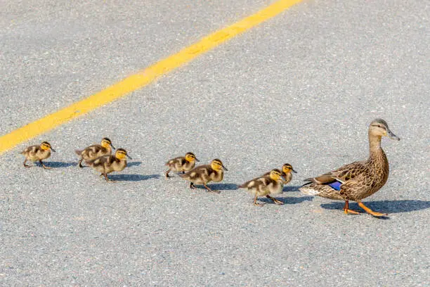 Ducks Crossing Your Path