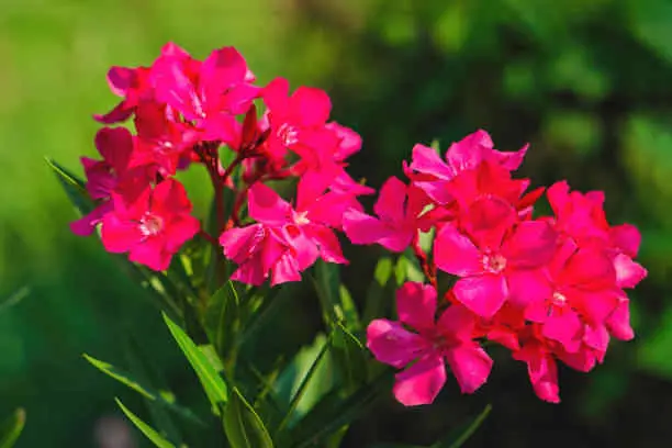red oleander flower meaning
