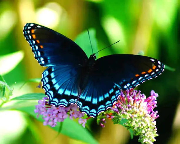 Red-Spotted Purple Butterfly Spiritual Meaning