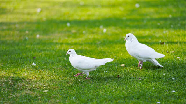 White and Grey Pigeon: 15 Meanings