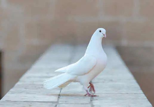 White Pigeon Spiritual Meaning in Love