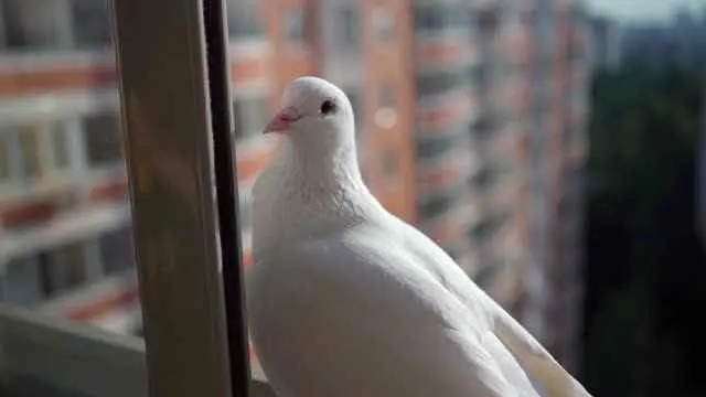 Meaning of a White Pigeon at Your Window