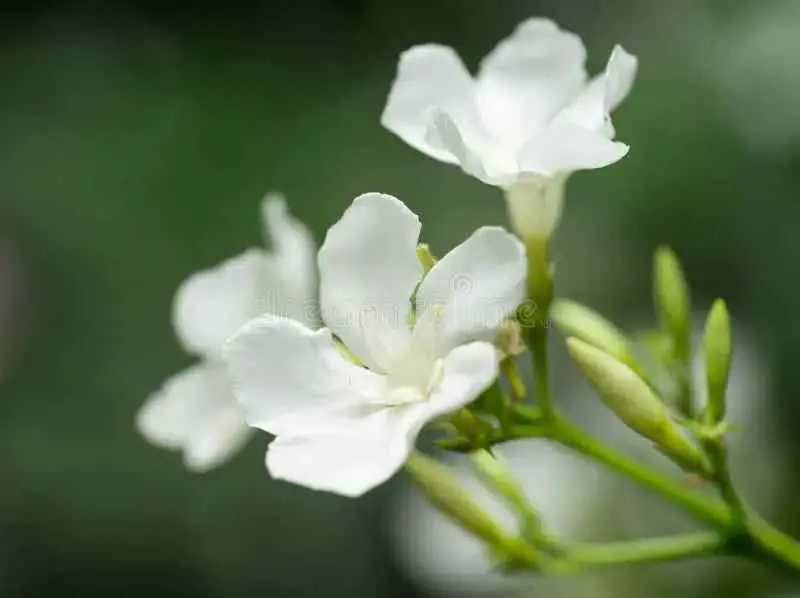 White oleander flower meaning love
