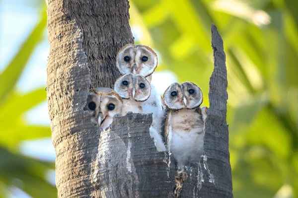 Group of baby owls