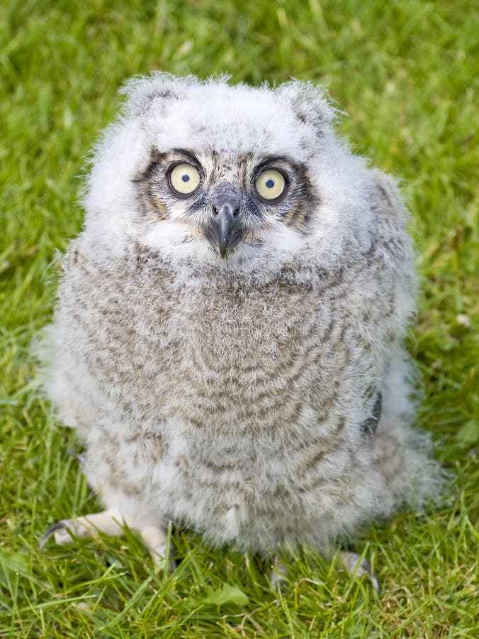 Curious baby owl