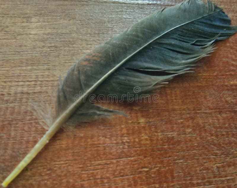 Spiritual Meaning of Feathers in Your House