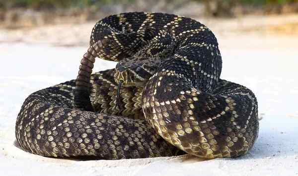 The Spiritual Significance of Rattlesnake Colors