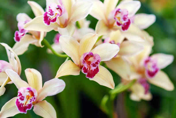 What Is the Spiritual Meaning of Orchids